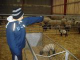 Picture of student watching sheep in a barn